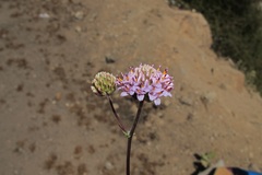Polyachyrus annuus
