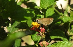 Callimormus saturnus