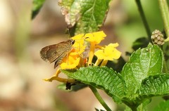 Callimormus saturnus