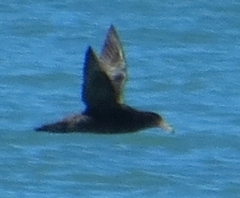 Macronectes giganteus