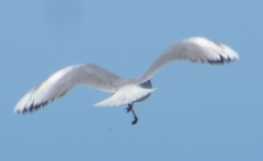 Chroicocephalus maculipennis