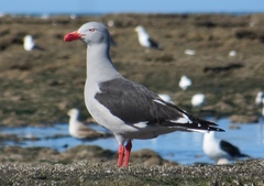 Leucophaeus scoresbii