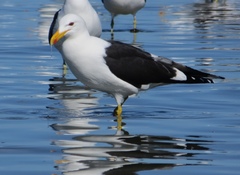 Larus dominicanus