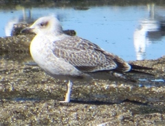 Larus dominicanus