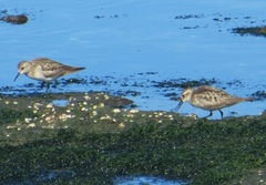 Calidris bairdii