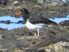 Haematopus leucopodus