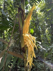 Chamaedorea tepejilote