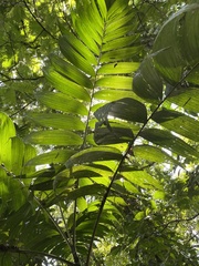 Chamaedorea tepejilote