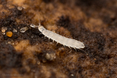 Pauropoda