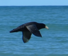 Macronectes giganteus