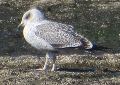 Larus dominicanus