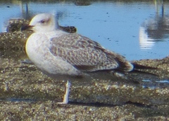 Larus dominicanus