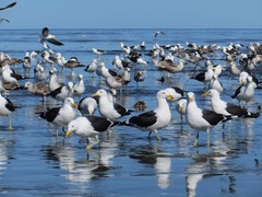 Larus dominicanus