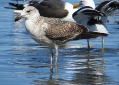 Larus dominicanus