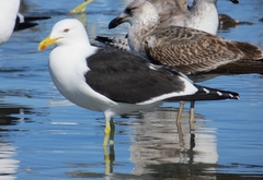 Larus dominicanus