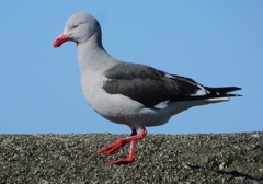 Leucophaeus scoresbii
