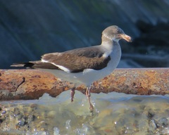 Leucophaeus scoresbii