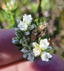 Euchaetis diosmoides