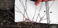 Poa glauca