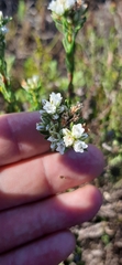Euchaetis diosmoides