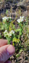 Euchaetis diosmoides