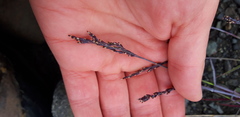Poa glauca