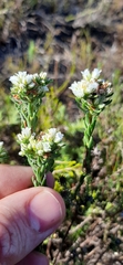 Euchaetis diosmoides