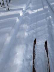 Vulpes vulpes fulvus