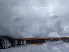 Vulpes vulpes fulvus