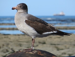 Leucophaeus scoresbii
