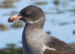 Leucophaeus scoresbii