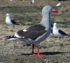 Leucophaeus scoresbii