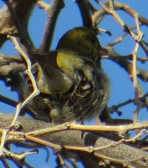 Spinus barbatus