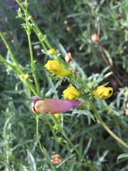 Penstemon heterophyllus
