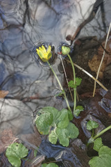 Ficaria verna verna