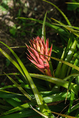 Aechmea recurvata