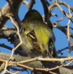 Spinus barbatus