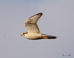 Falco biarmicus