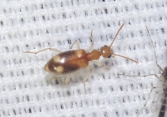 Stricticomus tobias