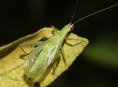 Oecanthus varicornis