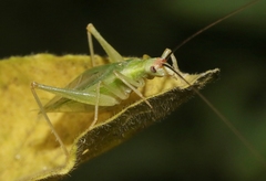 Oecanthus varicornis