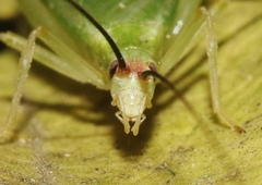Oecanthus varicornis