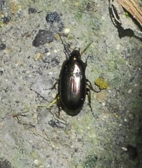 Carabidae