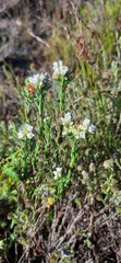 Euchaetis diosmoides