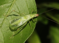 Oecanthus varicornis