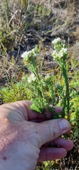 Euchaetis diosmoides