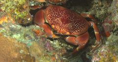 Carpilius corallinus