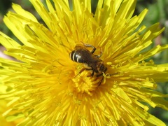Andrena dorsata