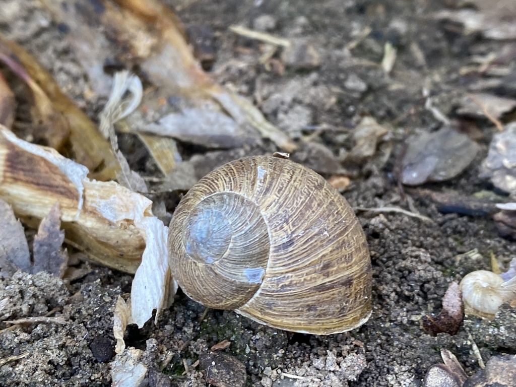 Garden Snail In January 2022 By Dandelion246 INaturalist   Large 