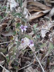 Dyschoriste hirsutissima